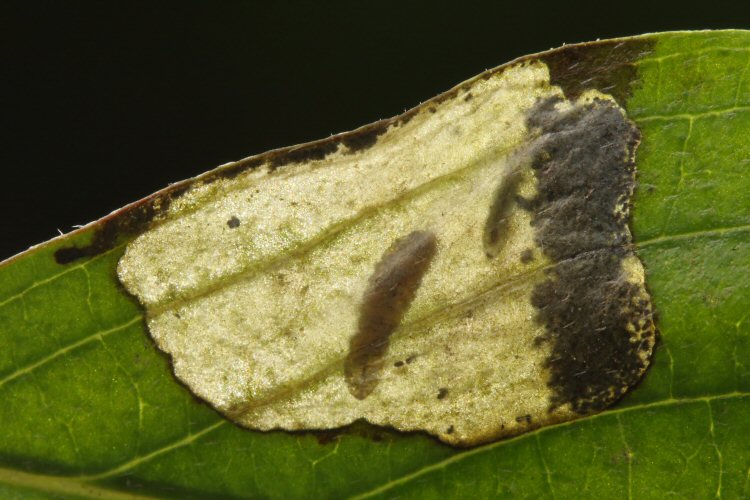 larva in mine