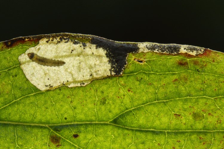 larva in mine