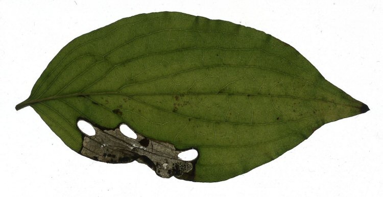 may be several cut outs in a leaf