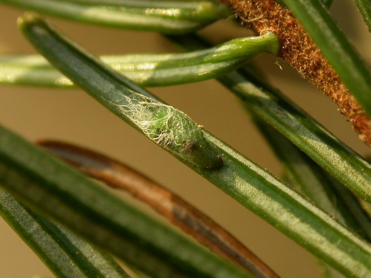 making a cocoon