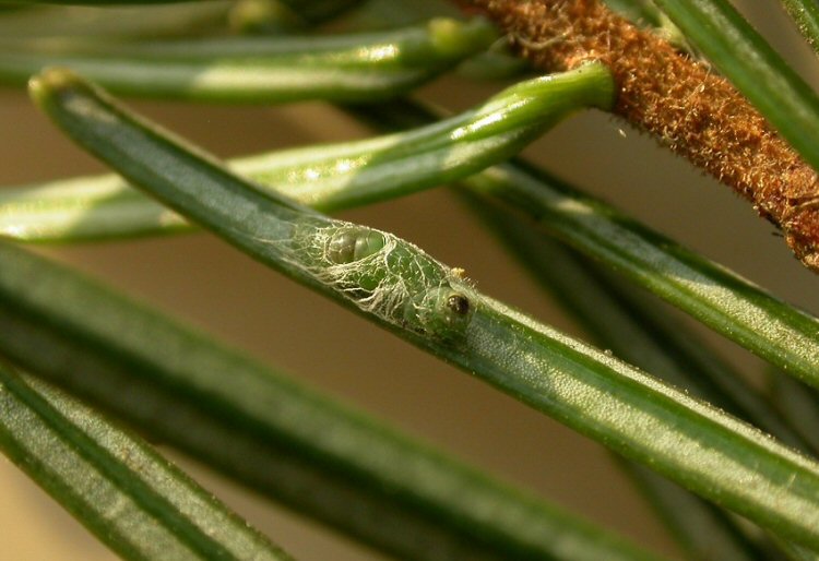 cocoon