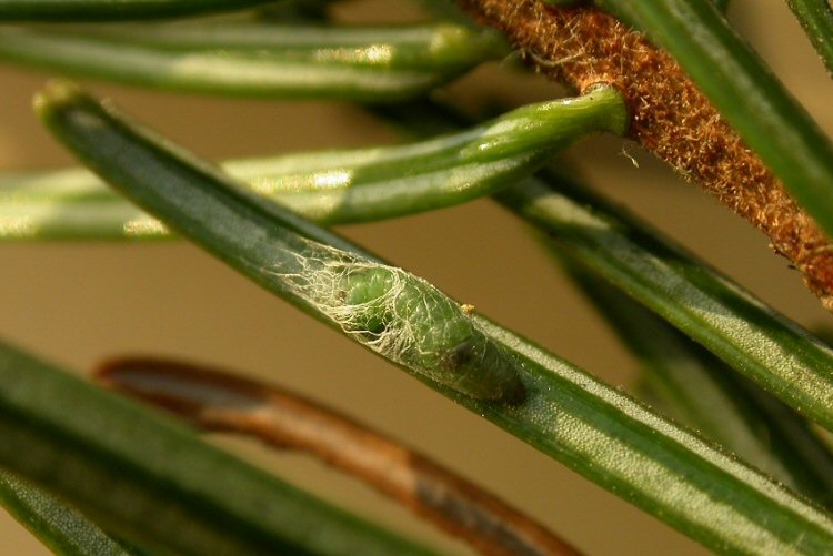 cocoon