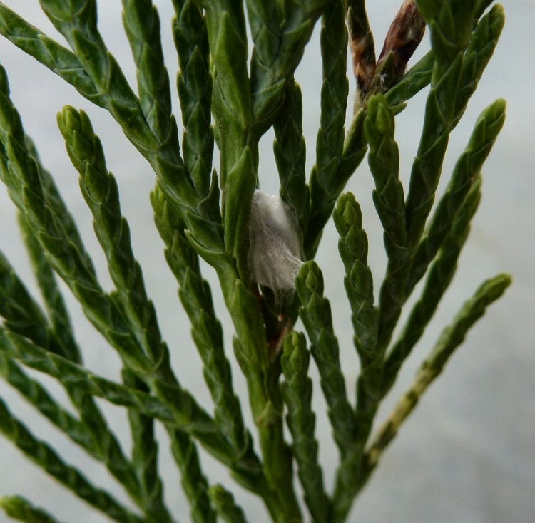 cocoon