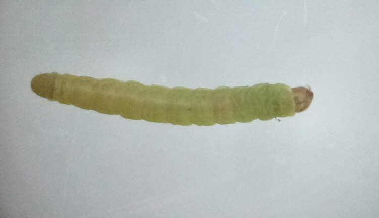 larva