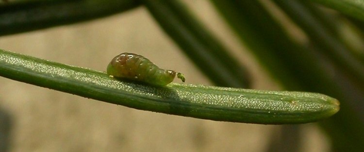 larva entering leaf