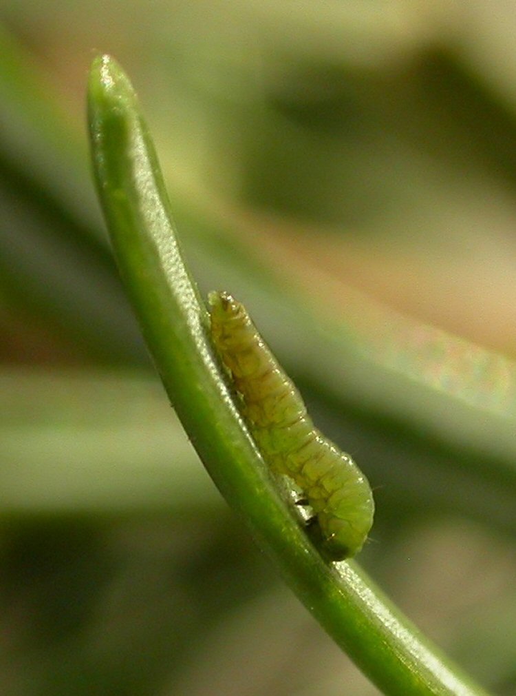 larva