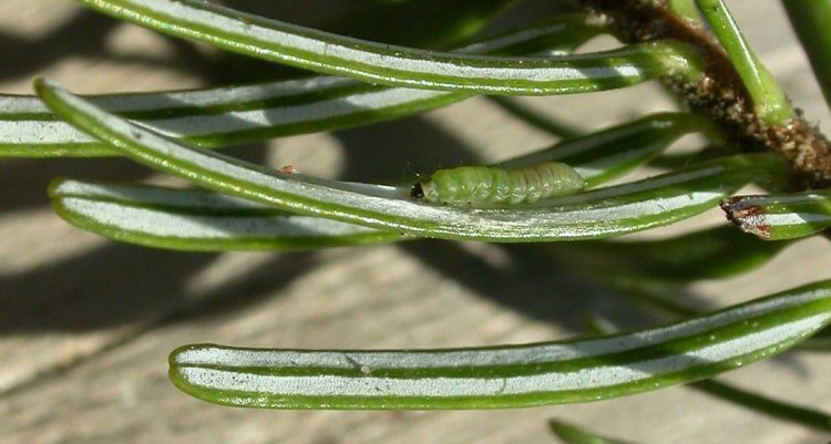 larva