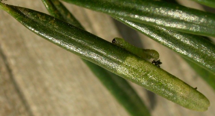 larva