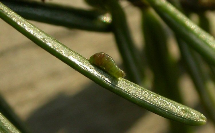 larva entering leaf