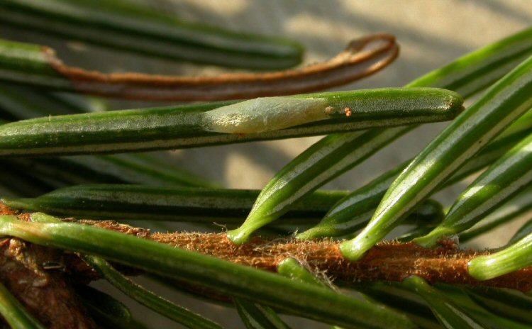 COCOON