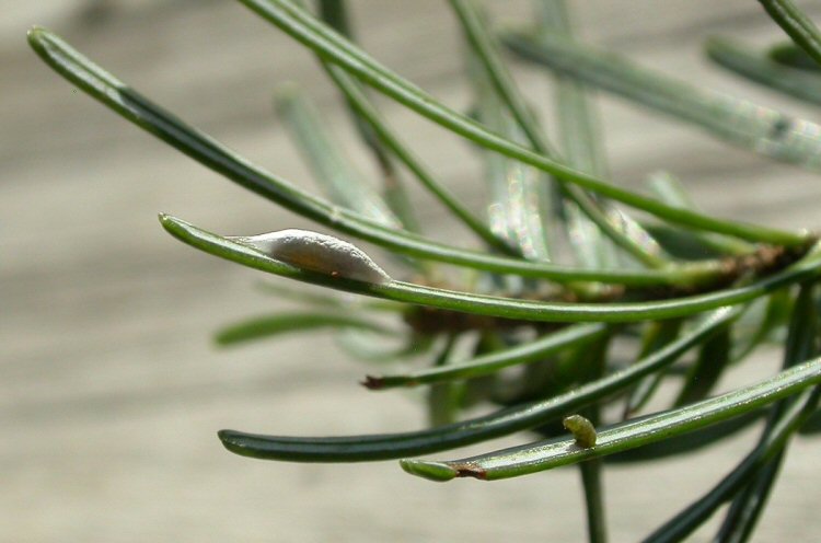 cocoon and larva
