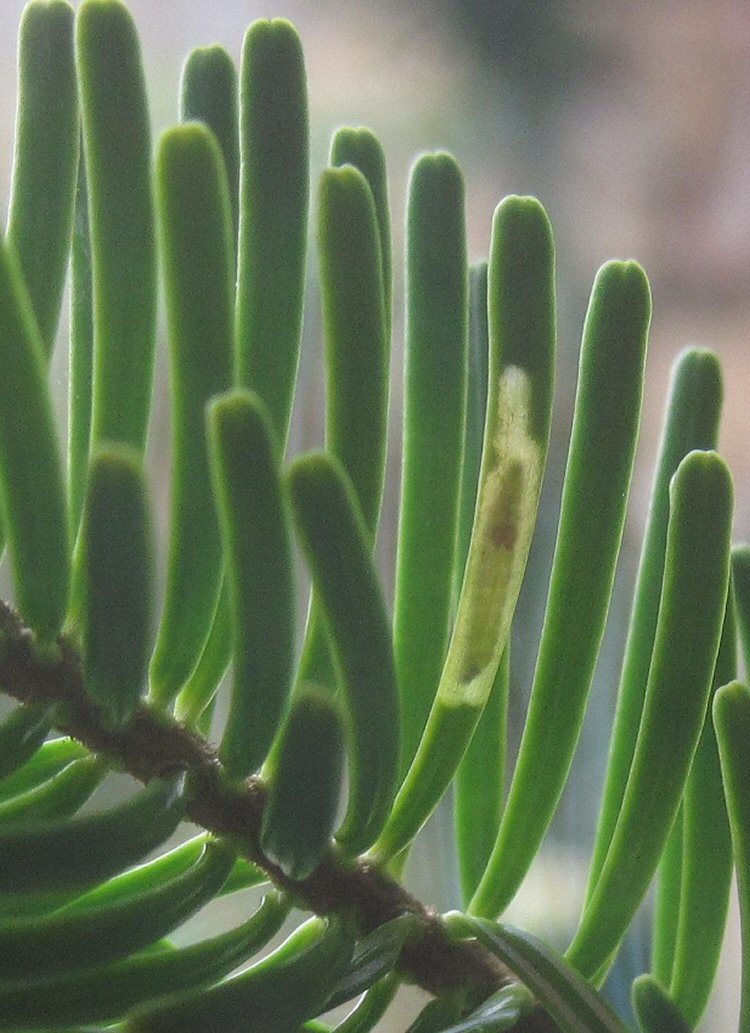 larva in mine
