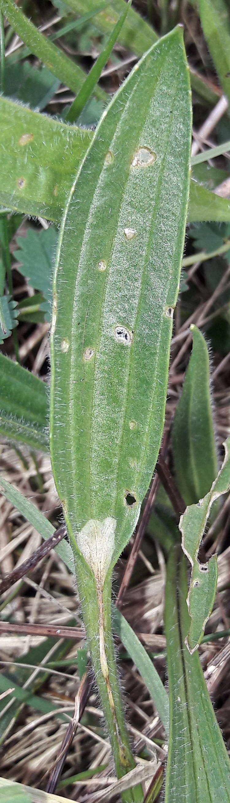 leaf folds over