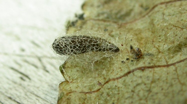 pupa in cocoon