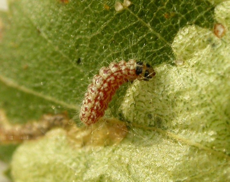 larva