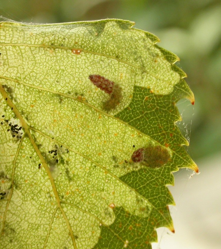 larva in mine