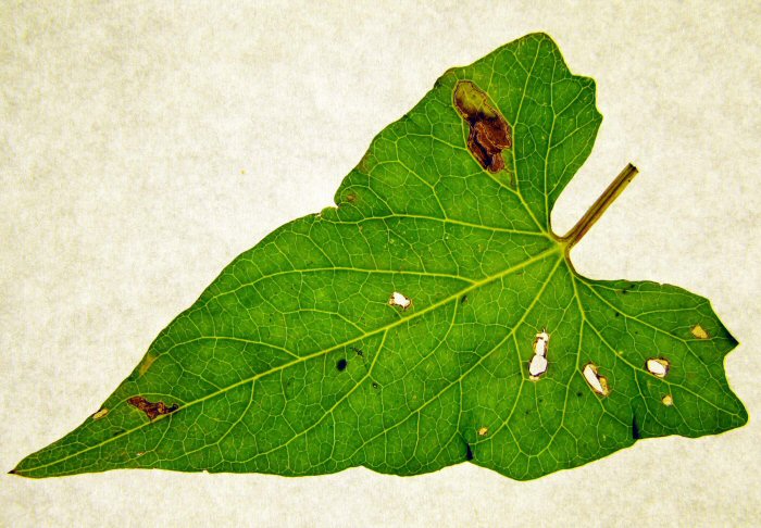early mine at top of leaf
