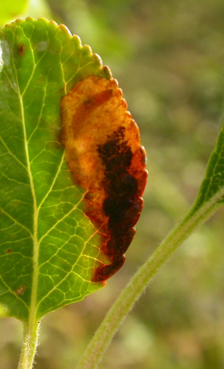 larva in mine