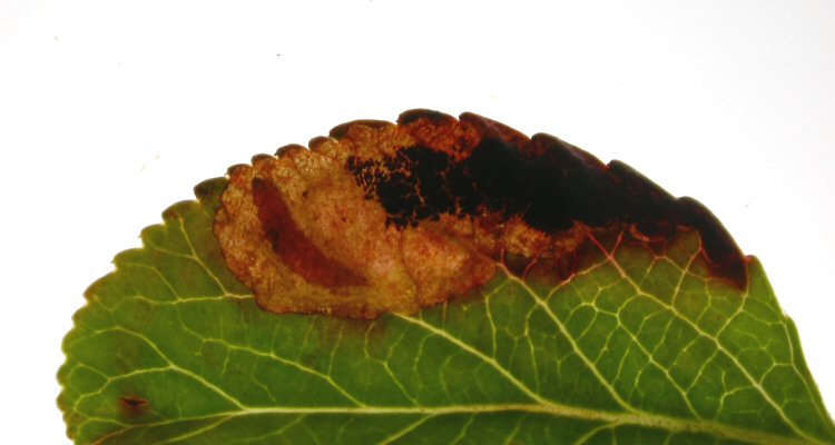 larva in mine