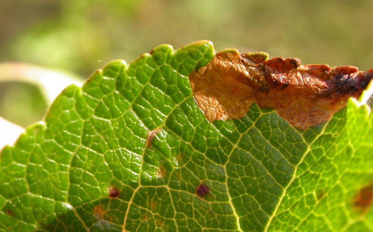 forms an edge blotch mine