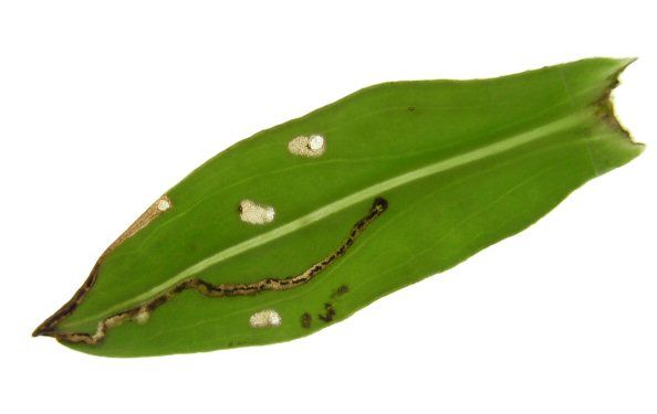 the larva may window feed
