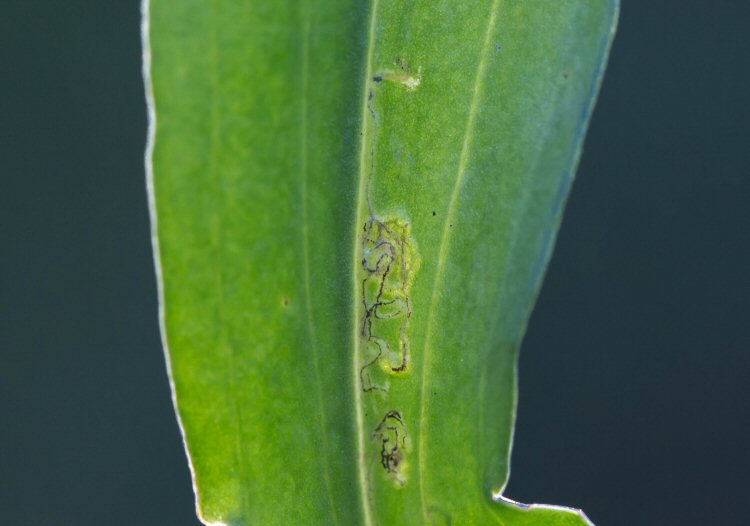 initial mine and larva shown