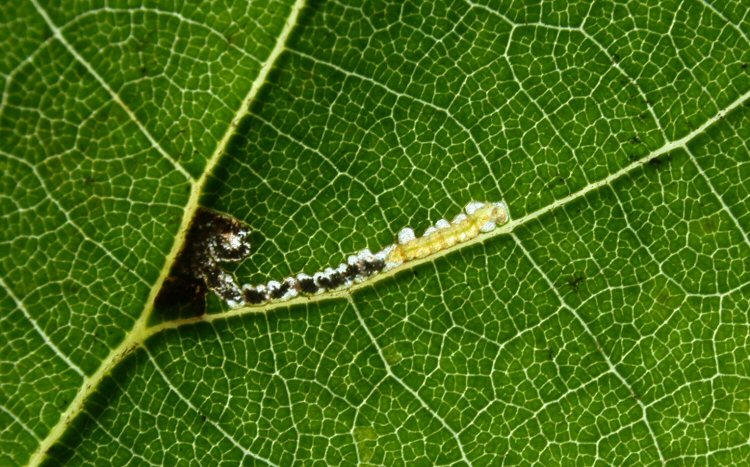 larva