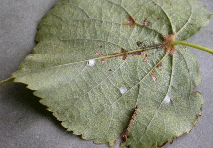 moulting cocoons