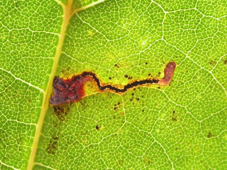 mine follows a leaf vein