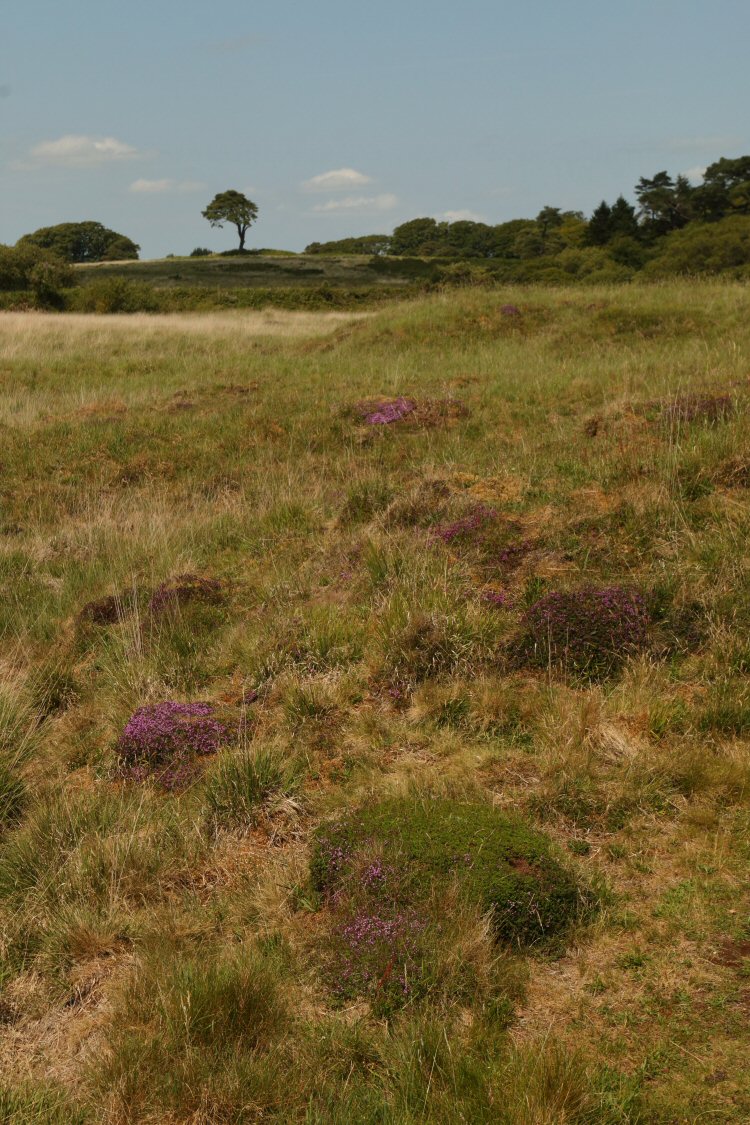habitat