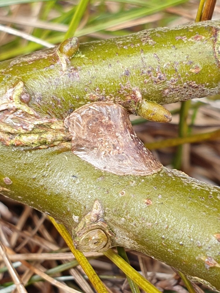 cocoon