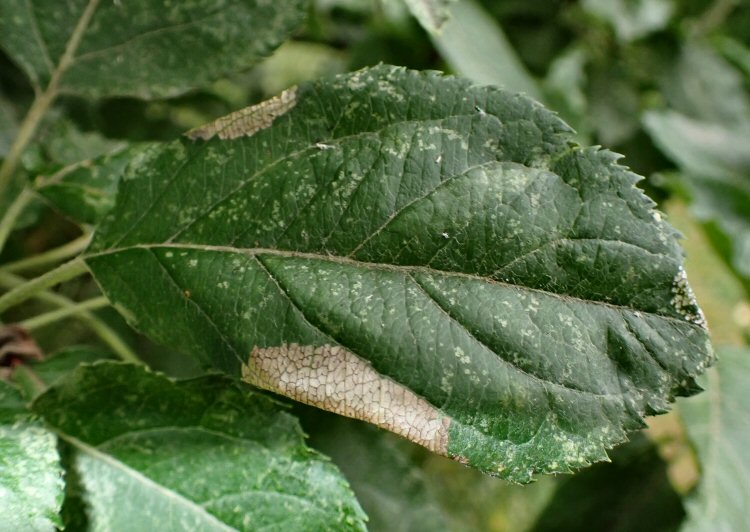 larva fees under folds