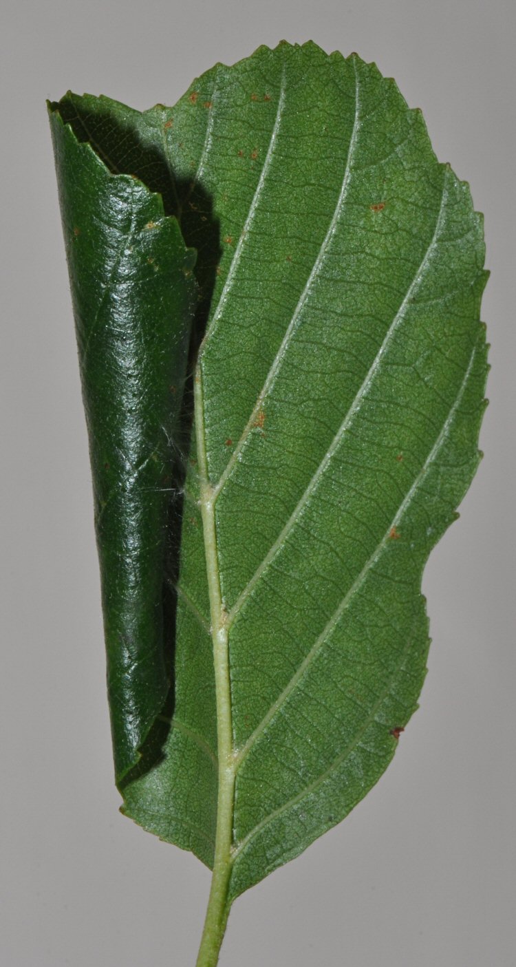 rolls the leaf edge