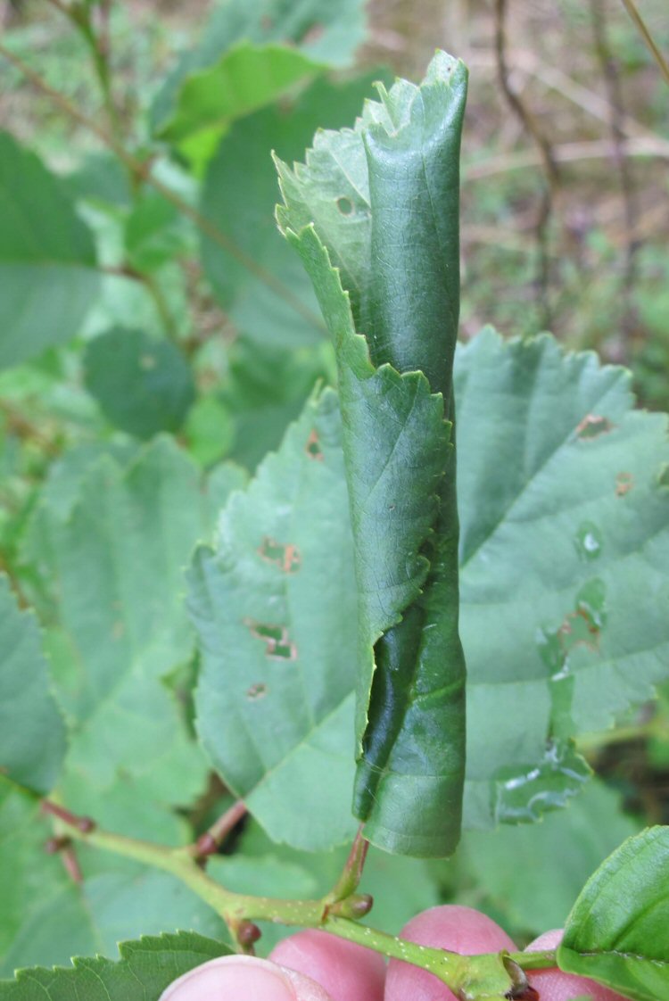 leaf is rolled