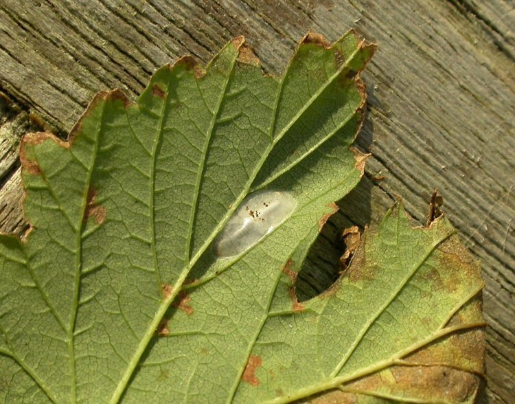 cocoon