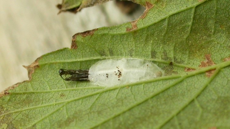cocoon with exuviae