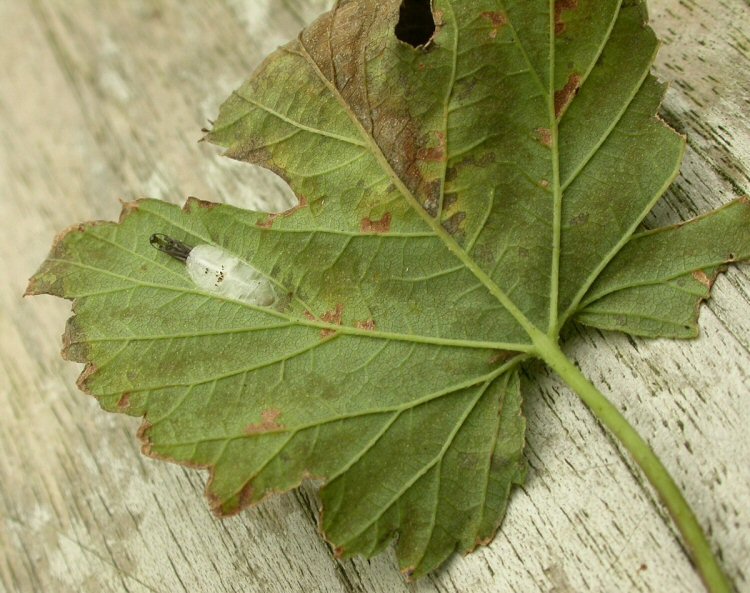 cocoon with exuviae
