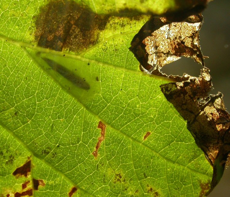 pupa in cocoon
