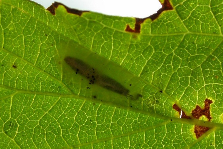 pupa in cocoon