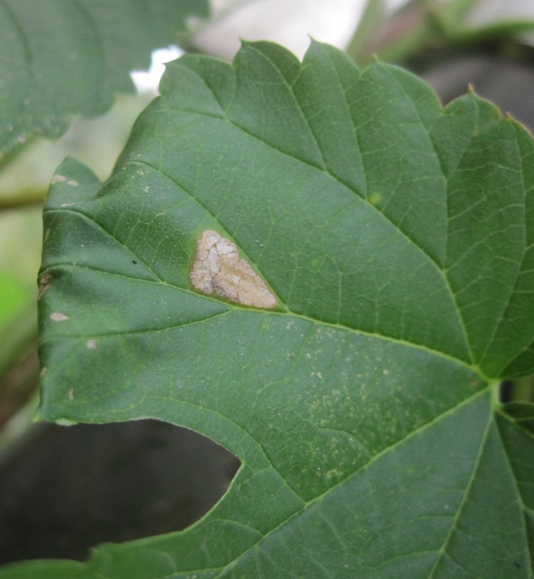 initial mine and leaf roll