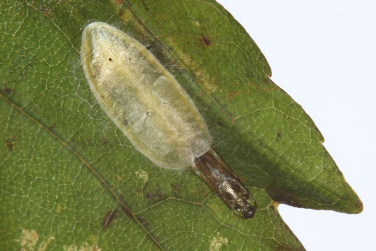 cocoon with exuviae