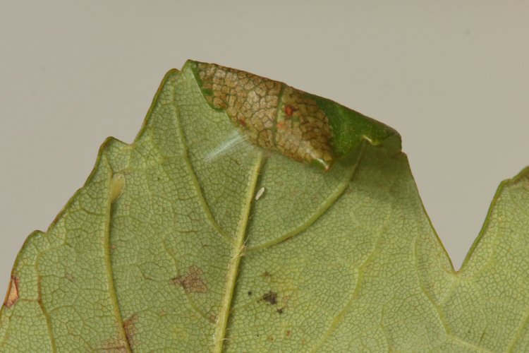 cone
