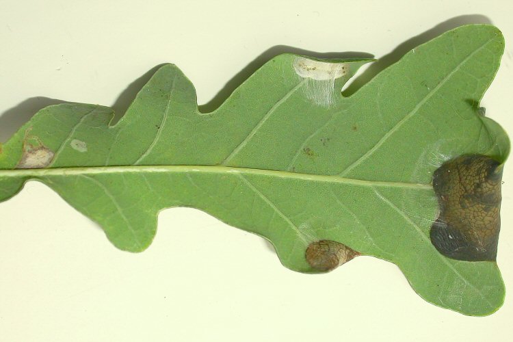the moth feeds i the folded down leaf edge