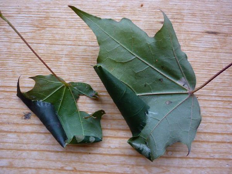 forms cones