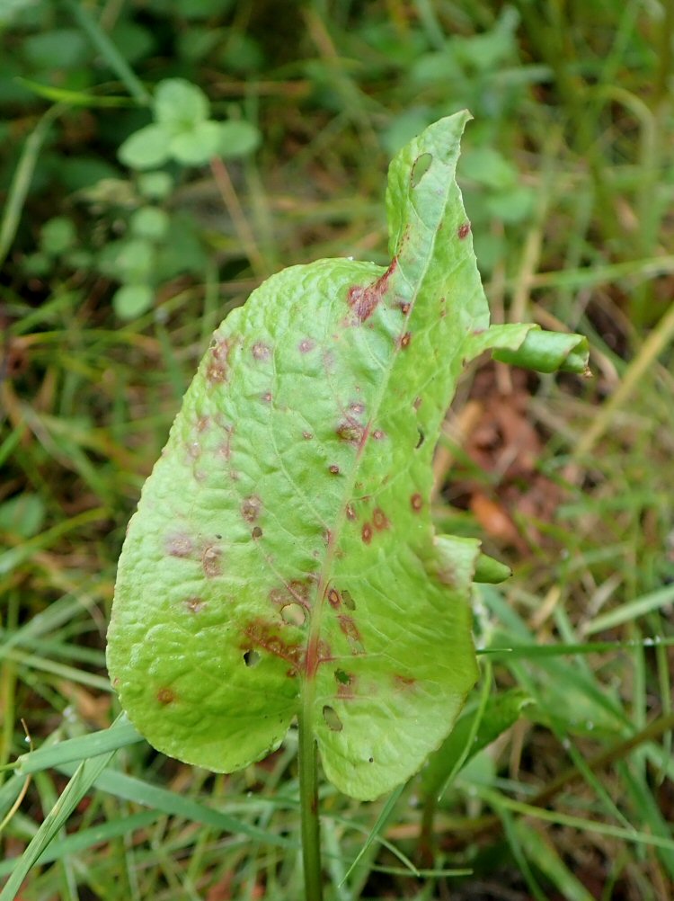 leaf is cut and rolled