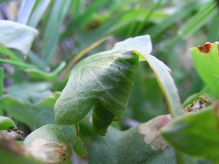 leaf roll