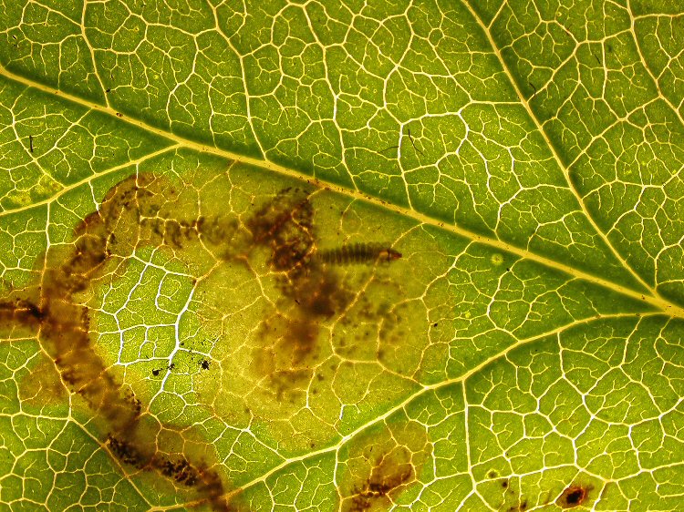 larva in mine