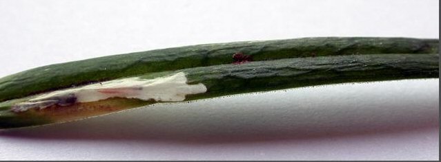 top of leaf