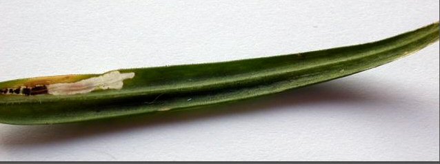 underside of leaf