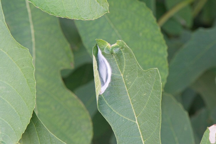silken cocoon